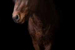 IMG_7063-Verbessert-RR